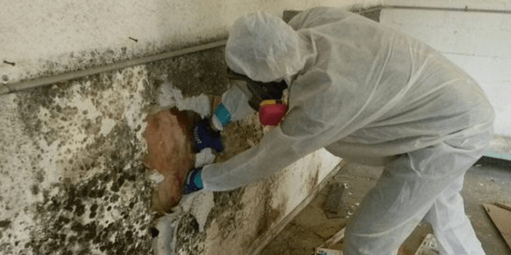 Mold growth prevention in San Diego homes