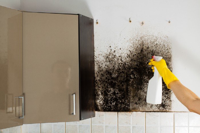 Health risks of mold exposure